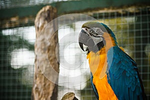 Wild parrot bird, gold-blue parrot Macaw, Ara ambigua.