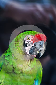 Wild parrot bird, green parrot Great-Green Macaw, Ara ambigua. Green big parrot sitting on the branch