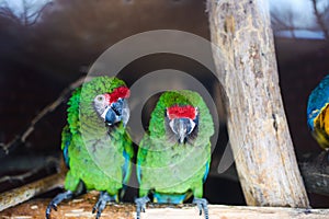 Wild parrot bird, green parrot Great-Green Macaw, Ara ambigua. Green big parrot sitting on the branch