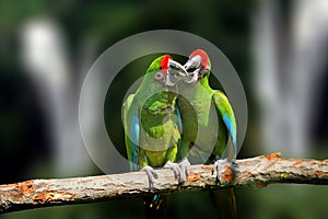 Wild parrot bird, green parrot Great-Green Macaw, Ara ambigua