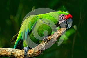 Wild parrot bird, green parrot Great-Green Macaw, Ara ambigua. Wild rare bird in the nature habitat. Green big parrot sitting on t