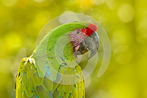 Wild parrot bird, green parrot Great-Green Macaw, Ara ambigua. Wild rare bird in the nature habitat. Green big parrot sitting on t