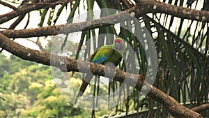 Wild Parrot, Costa Rica