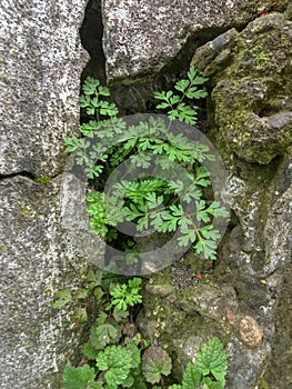 wild parsley grows out of the wall