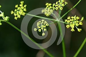 Wild parsnip flower (Pastinaca sativa) photo