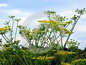 Wild Parsnip toxic roadside wildflower in NYS