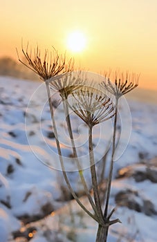 Wild parsnip in winter