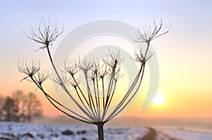 Wild parsnip in winter