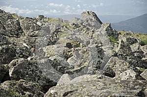 Wild partridge in the rocks on the top of the Ural mountains