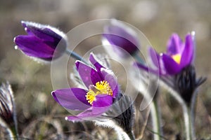 Wild Pasque flower, Pulsatilla vulgaris, spring flower photo