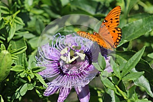 Wild passionflower and Gulf Fritillaries