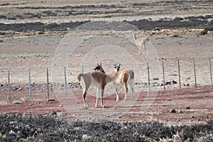 wild patagonian llama around the road