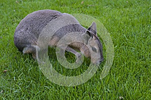 A wild patagonian mara in nature