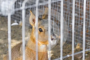 Wild Patagonian rabbit in captivity