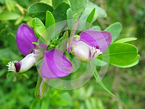 Wild pea flower