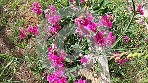 Wild pea, Grass vetchling, Lathyrus (Lathyrus nissolia), peavines vetchlings