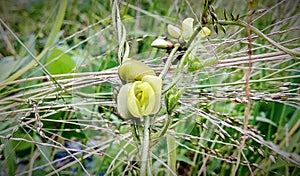Wild pea plant yellow flower in the shape of vulva photo