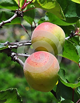 Wild peaches