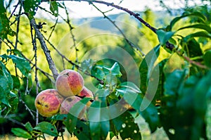 Wild peaches in France