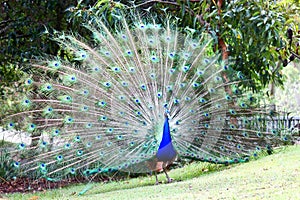 Wild Peacock