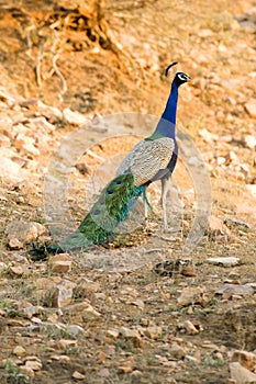 A wild peacock, Rajasthan, India.
