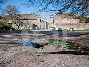 Wild peacock roaming free at car park outside the historic Corsham Court.  Wiltshire, United Kingdom