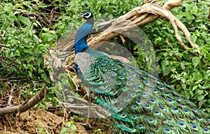 Wild peacock, Sri Lanka