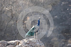 A wild peacock standing on a rock in the jungles of Ranthambhore India