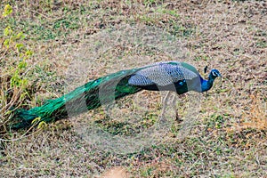 Wild peacock in Uda Walawe National Park, Sri Lan