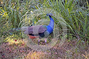 Wild peacock among the undergrowth