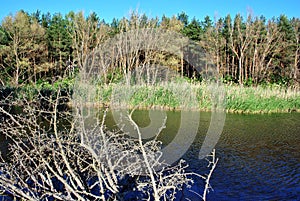 Wild pear fall in the lake and reflecting brunches in water, reeds and forest, blue sky, a sunny day in spring