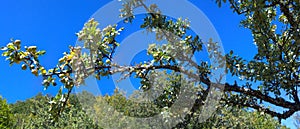 Wild pear in mountains panorama