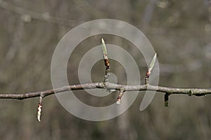 Wild pear, Pyrus cordata