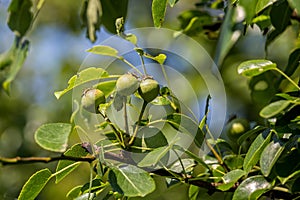 Wild Pear, pyrus pyraster at spring