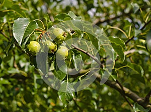 Wild Pear Tree