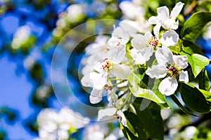 Wild pear tree blossom blooming in spring. Beautiful tender flower on sunny day.