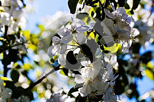 Wild pear tree blossom blooming in spring. Beautiful tender flower on sunny day.