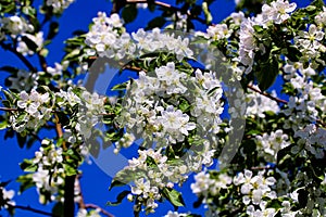 Wild pear tree blossom blooming in spring. Beautiful tender flower on sunny day.