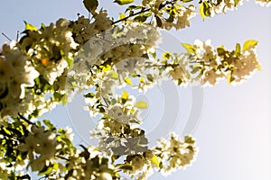 Wild pear tree blossom blooming in spring. Beautiful tender flower on sunny day.