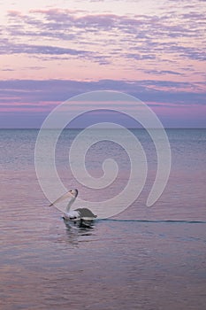 Wild pelican swimming at the sea. Sunset time, pink sky. Black and white feathers, pale pink beak. Vertical picture. Whyalla, Eyre
