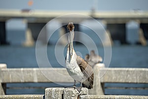 Wild pelican water bird perching on harbor railing in Florida. Wildlife in Southern USA