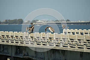 Wild pelican water bird perching on harbor railing in Florida. Wildlife in Southern USA