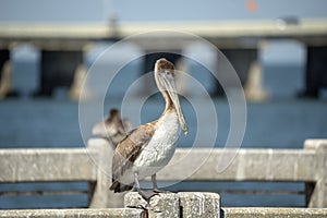 Wild pelican water bird perching on railing in front of Sunshine Skyway Bridge over Tampa Bay in Florida. Wildlife in