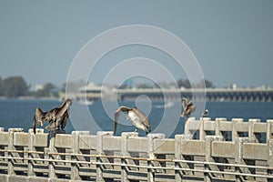 Wild pelican water bird perching on railing in front of Sunshine Skyway Bridge over Tampa Bay in Florida. Wildlife in