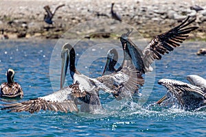 Wild Pelicans in Chile