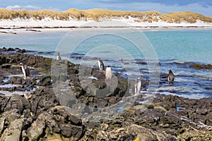 Wild Penguins on a beautiful beach. Falkand Islands.