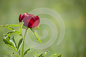 Wild peony blossom