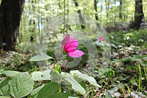 Wild peony in the forest with bright pink petals