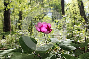 Wild peony in the forest among the foliage