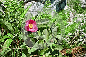 Wild Peony In Nebrodi Park, Sicily